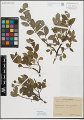 Foto von Salix myrsinifolia Salisb.